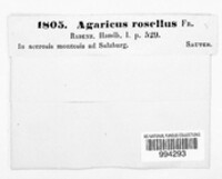 Laccaria laccata image